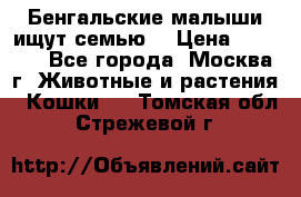 Бенгальские малыши ищут семью) › Цена ­ 5 500 - Все города, Москва г. Животные и растения » Кошки   . Томская обл.,Стрежевой г.